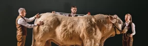 des eleveurs avec une vache